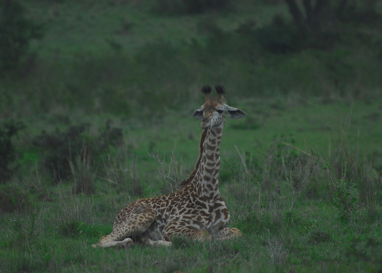 Nairobi Giraffe Center & Karen Blixen Museum Exclusive Tour
